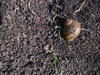 anobello-01042012 041
